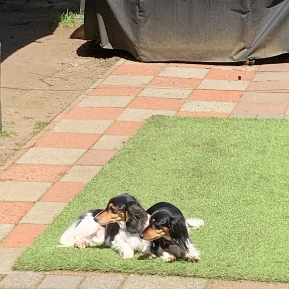 Meet your Posher, Vera💐😀 - Picture 6 of 8